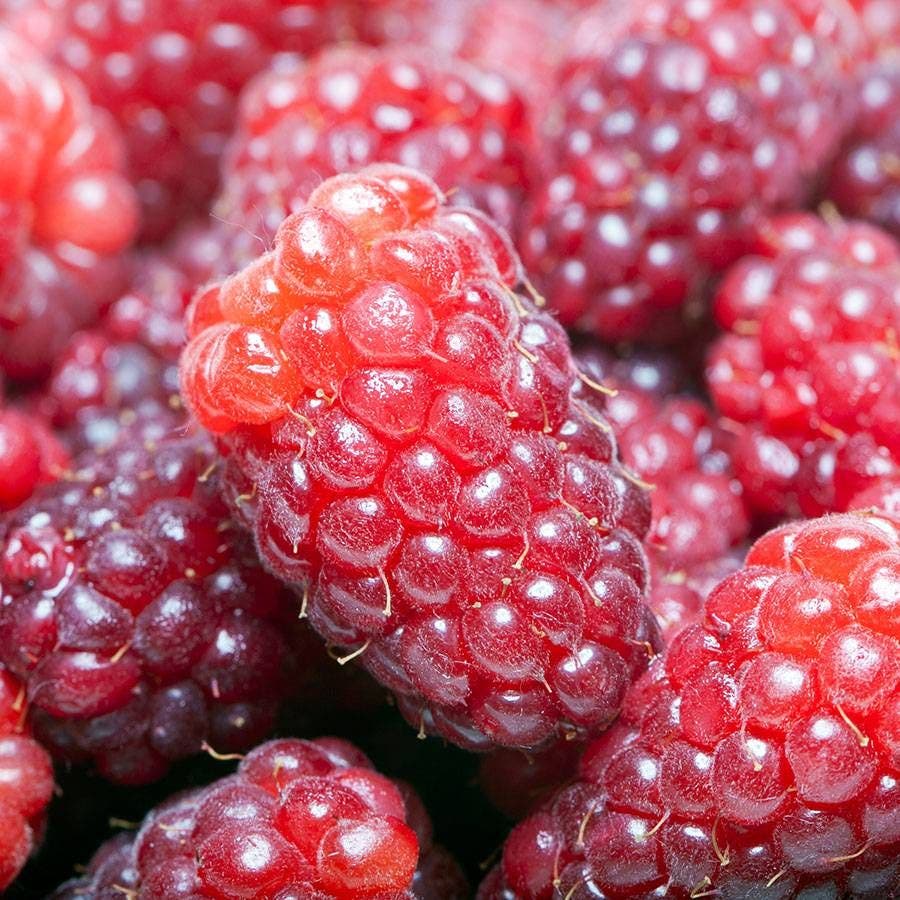 Rubus Loganberry