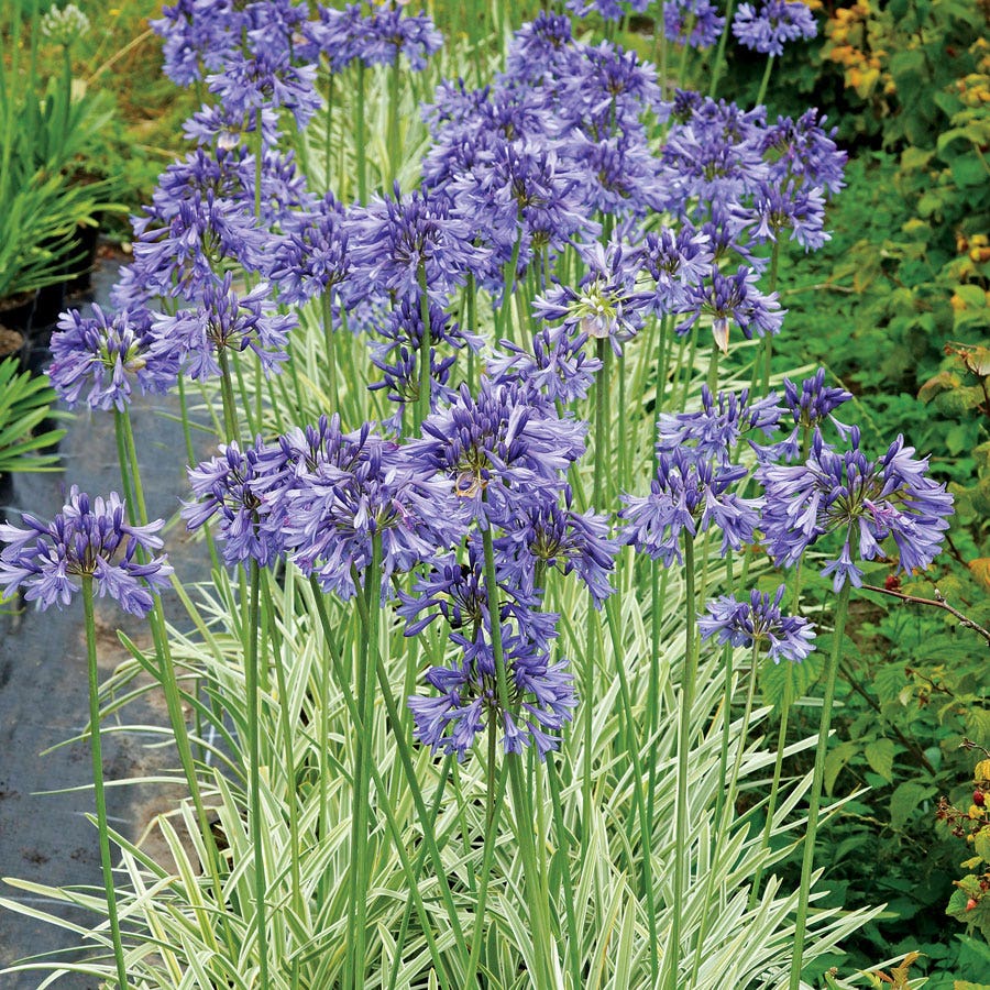 moon silver succulent flower Agapanthus Silver Moon – Wayside Gardens