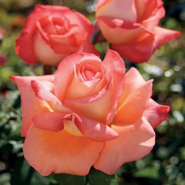 Rosa Malibu