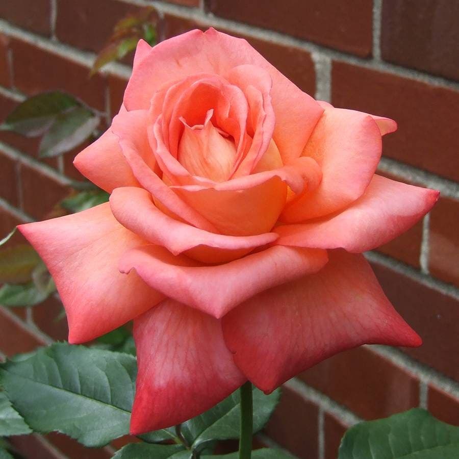 Rosa Malibu