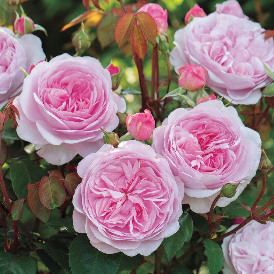 Rosa Olivia Rose Austin™