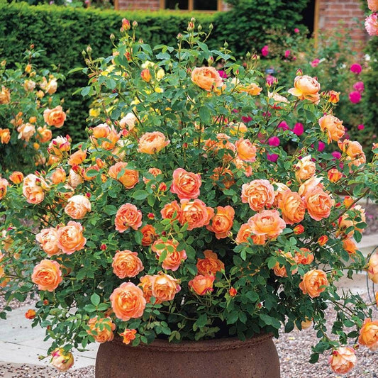 Rosa Lady of Shalott™