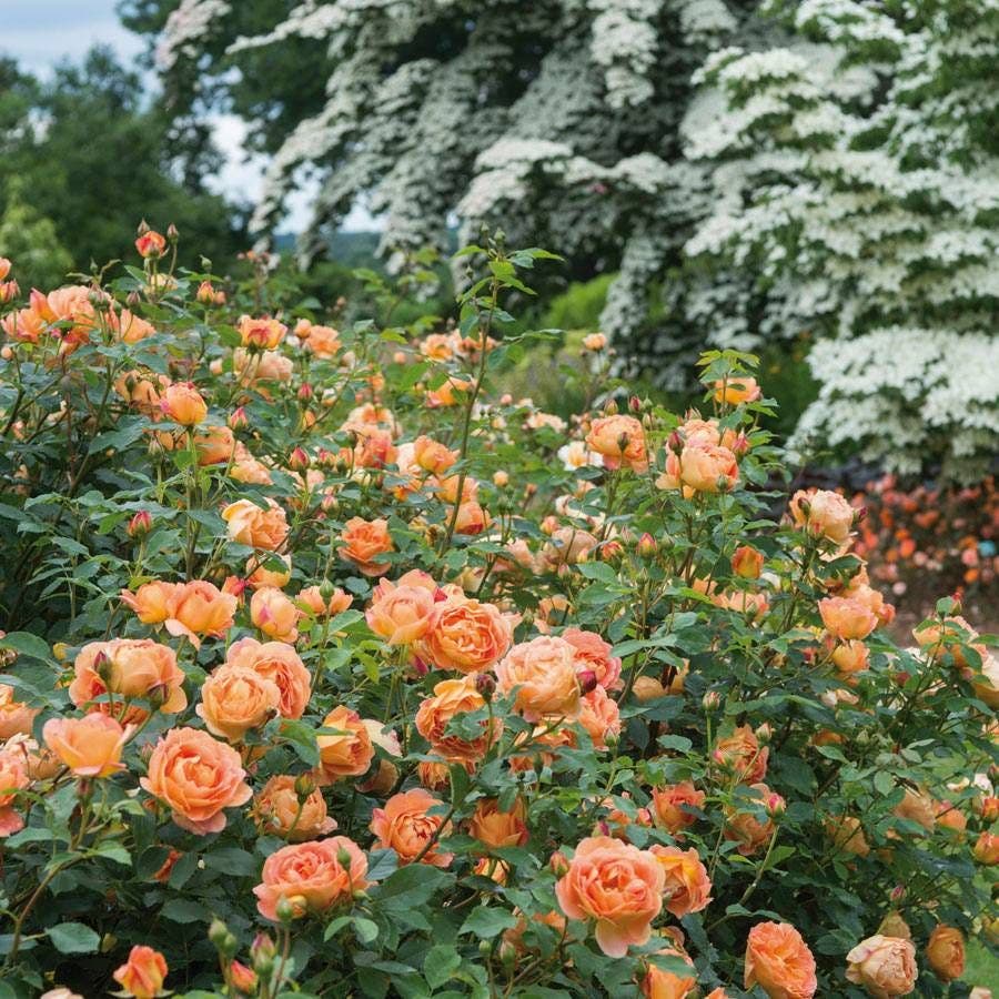 Rosa Lady of Shalott™