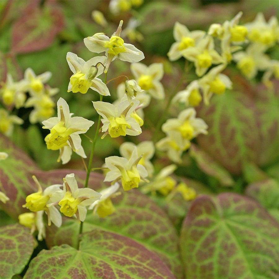 Epimedium 'Sulphureum' Fairy Wings
