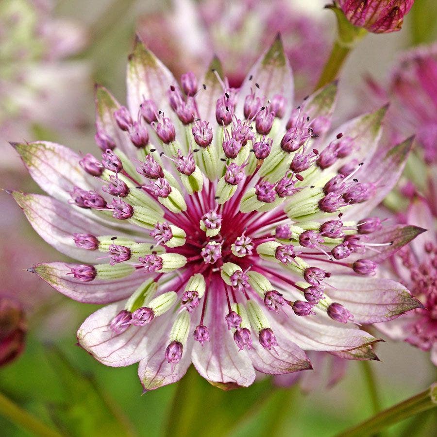 Astrantia 'Sparkling Stars Pink'