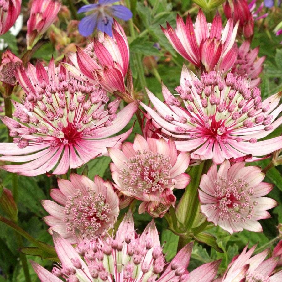 Astrantia 'Sparkling Stars Pink'