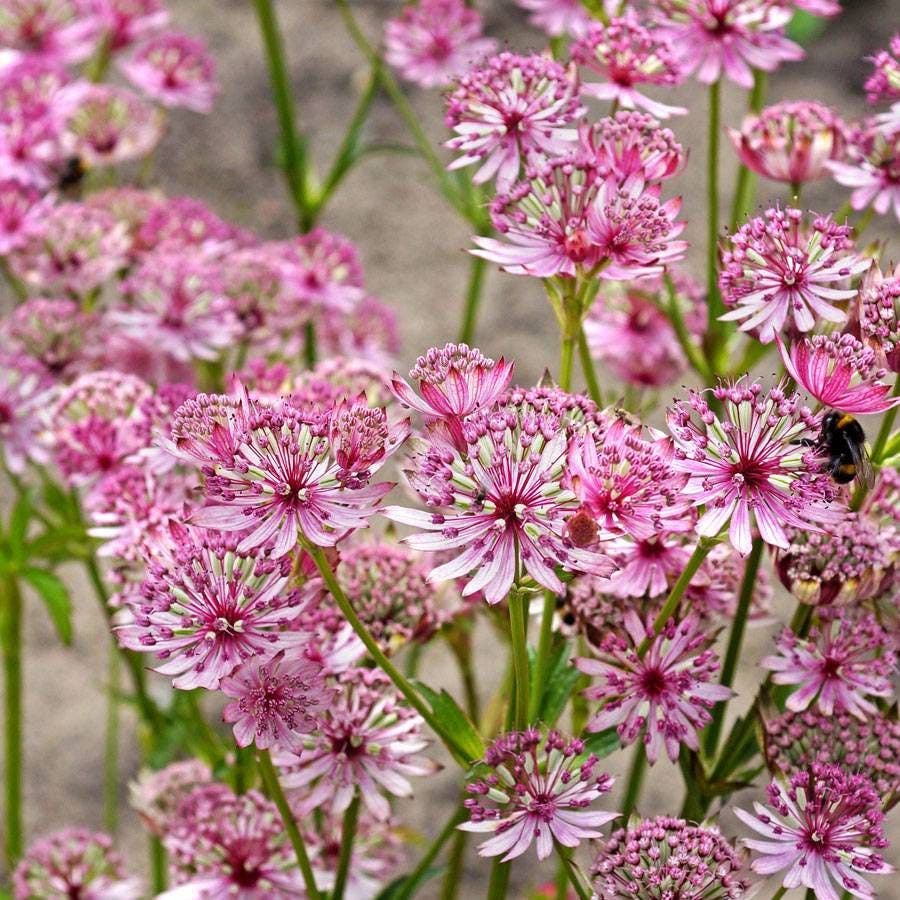 Astrantia 'Sparkling Stars Pink'