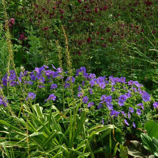Geranium Johnson's Blue