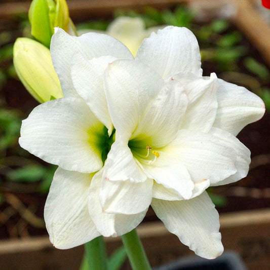 Hippeastrum Sonatini Alasca