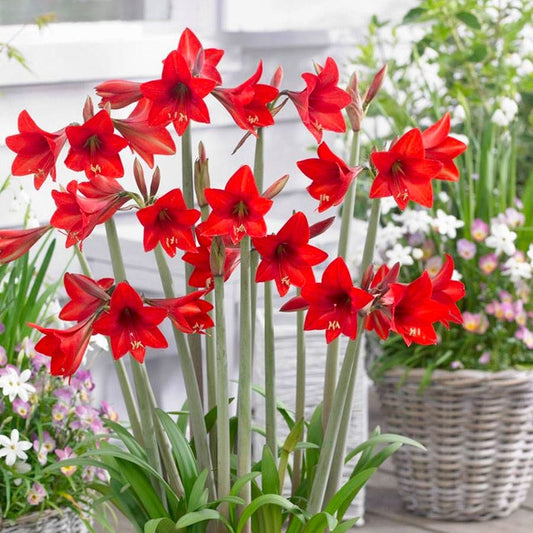 Hippeastrum Sonatini® Red Rascal