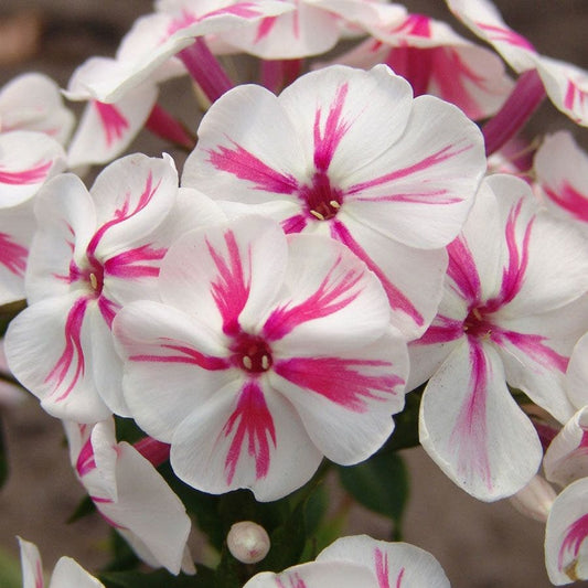 Phlox 'Twister'