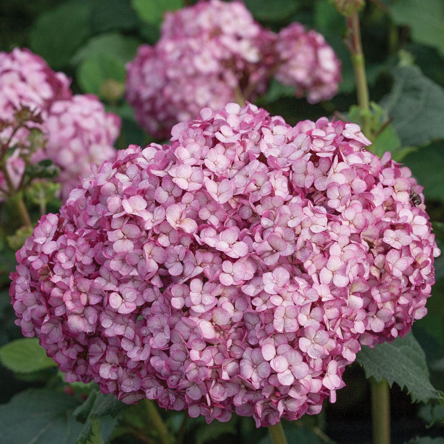 Hydrangea Invincibelle Mini Mauvette® Smooth Hydrangea