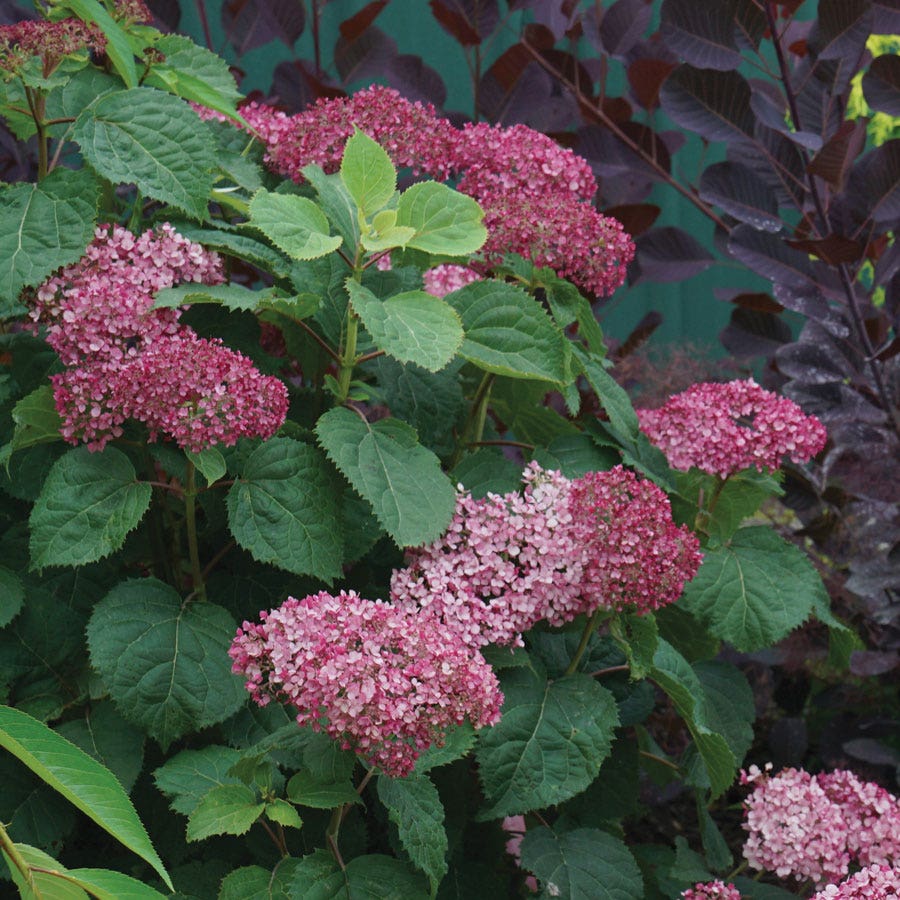 Hydrangea Invincibelle Mini Mauvette® Smooth Hydrangea