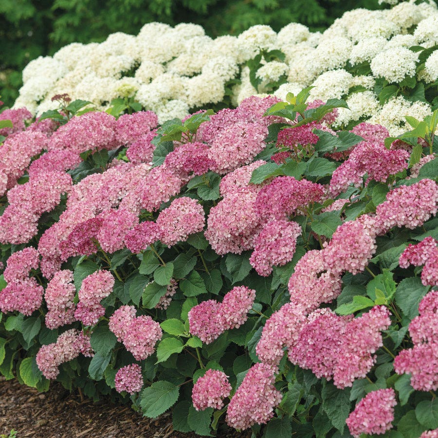 Hydrangea Invincibelle Mini Mauvette® Smooth Hydrangea