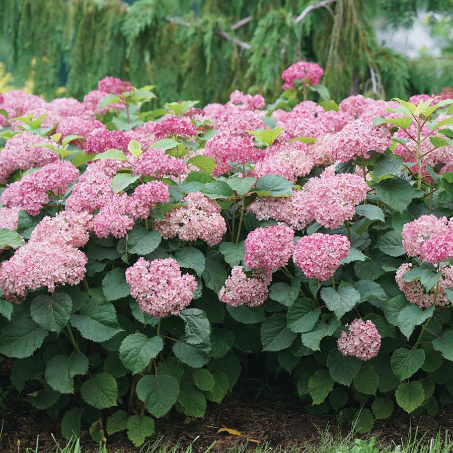 Hydrangea Invincibelle Mini Mauvette® Smooth Hydrangea