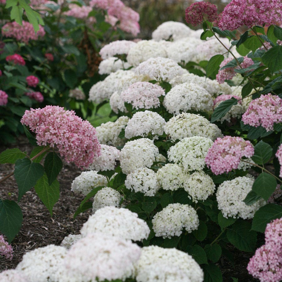 Invincibelle Wee White® Hydrangea
