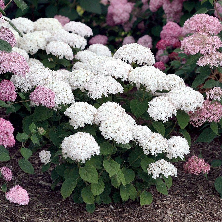 Invincibelle Wee White® Hydrangea