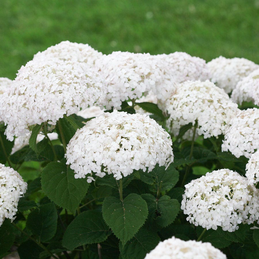 Invincibelle Wee White® Hydrangea