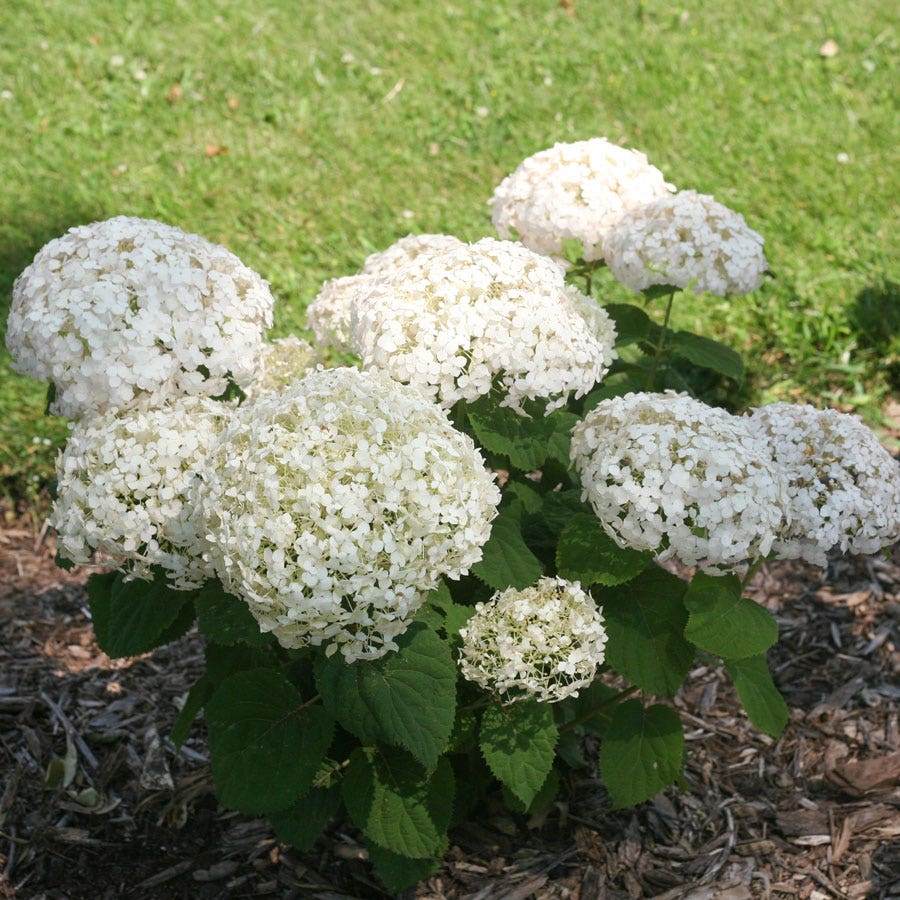 Invincibelle Wee White® Hydrangea