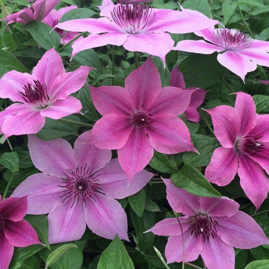 Clematis 'Rosalie'