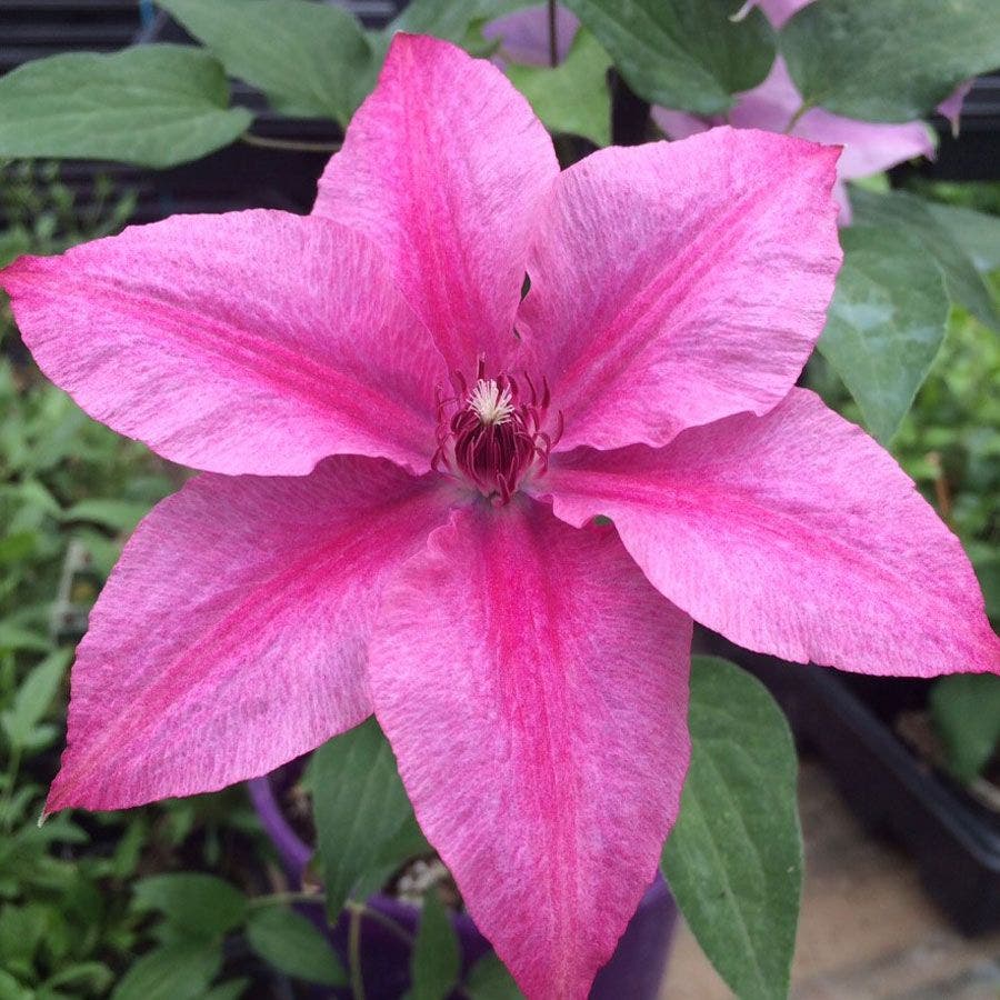 Clematis 'Rosalie'