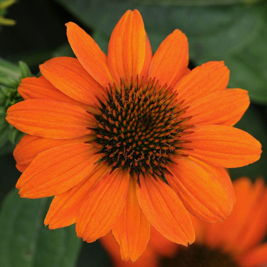 Sombrero® Flamenco Orange Coneflower