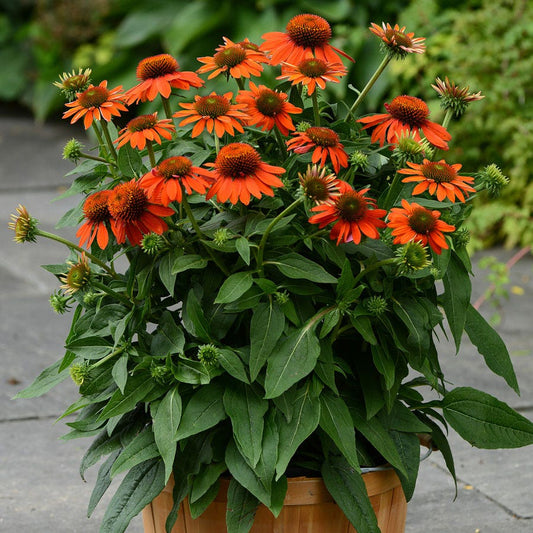Sombrero® Flamenco Orange Coneflower