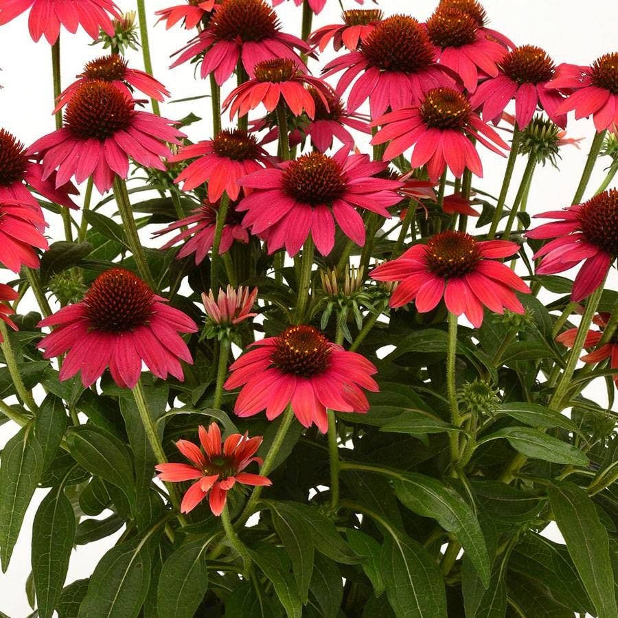 Echinacea Sombrero® Baja Burgundy