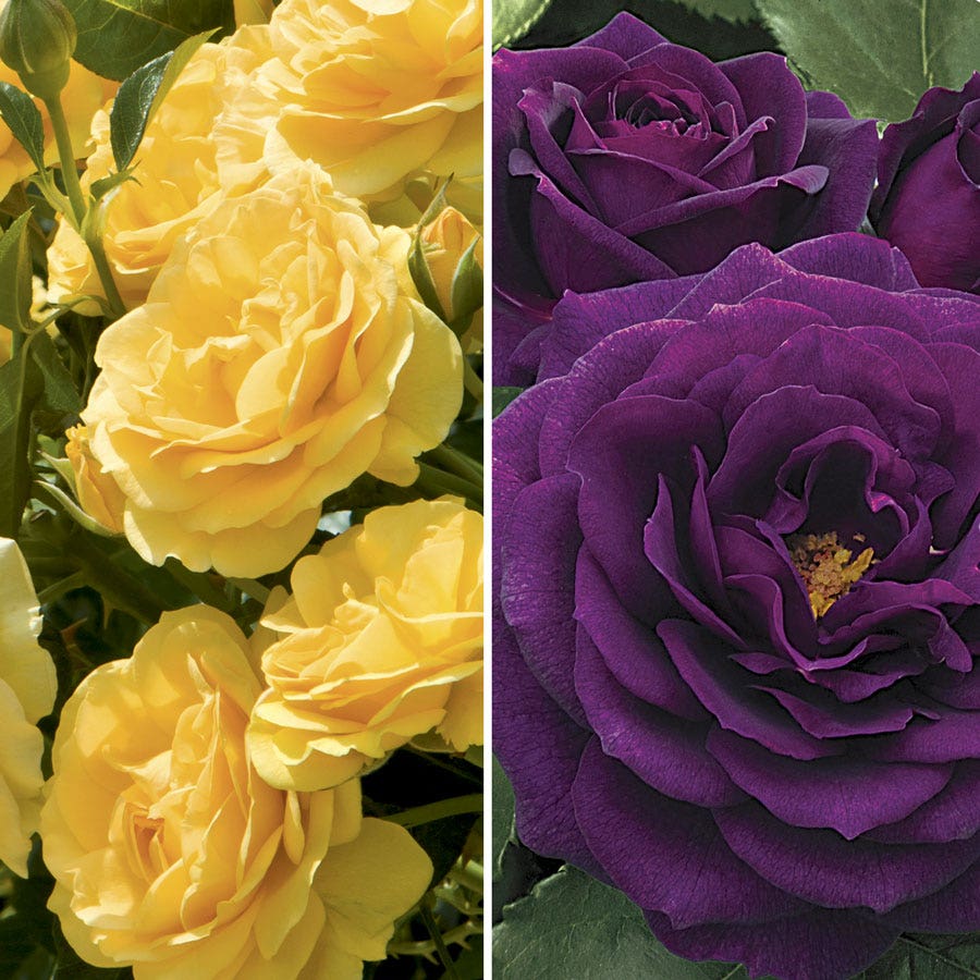 Ebb Tide™ & Julia Child 36-Inch Tree Rose