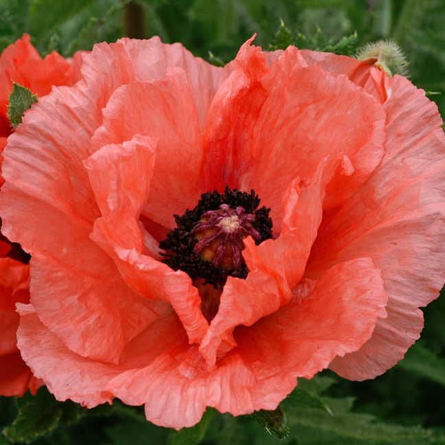 Papaver 'Double Pleasure'