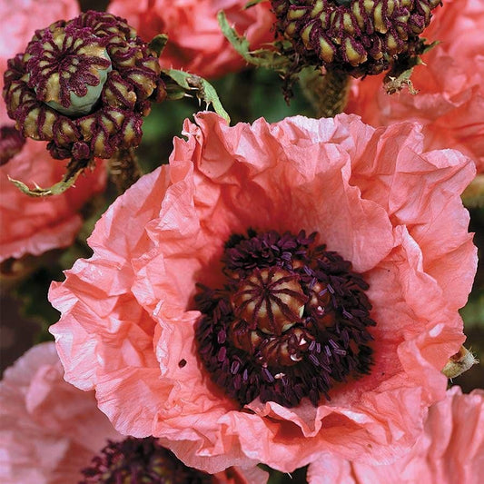 Papaver 'Double Pleasure'