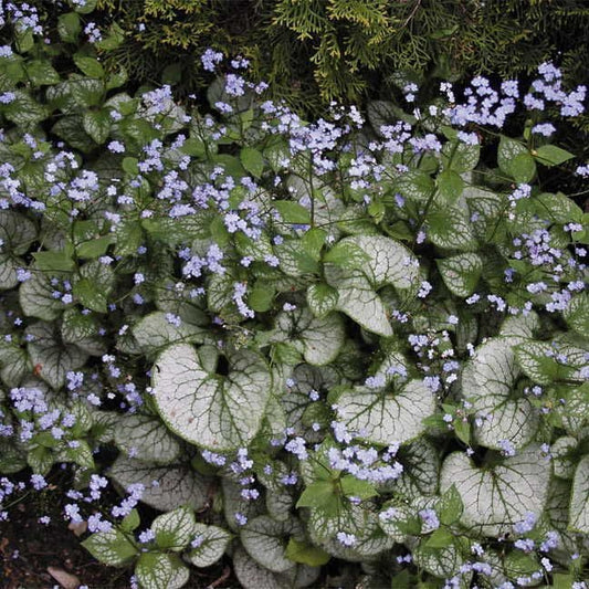 Brunnera 'Jack Frost'