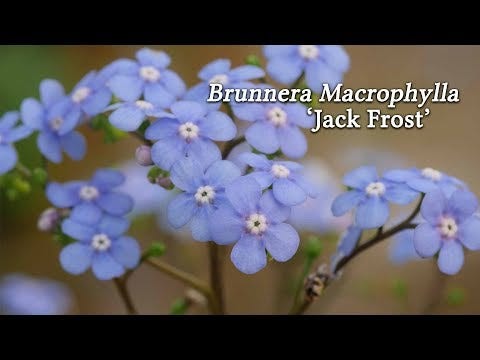 Brunnera 'Jack Frost'