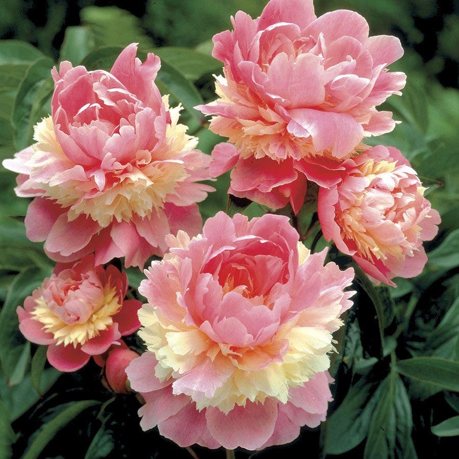 Paeonia 'Sorbet'