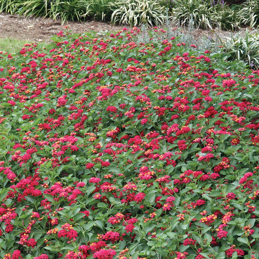Lantana 'Summer Popsicle'