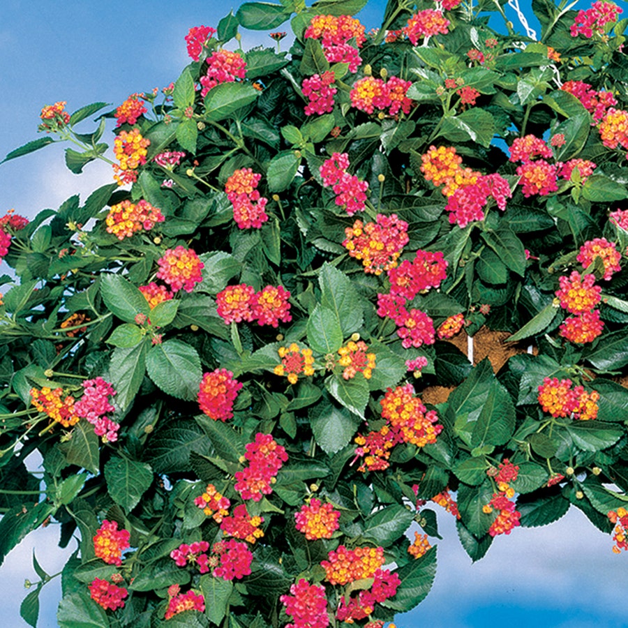 Lantana 'Summer Popsicle'