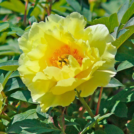 Paeonia 'High Noon'