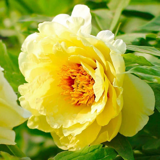 Paeonia 'High Noon'