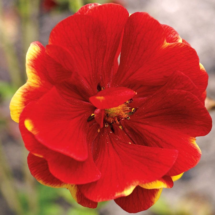 Potentilla 'Arc En Ciel'