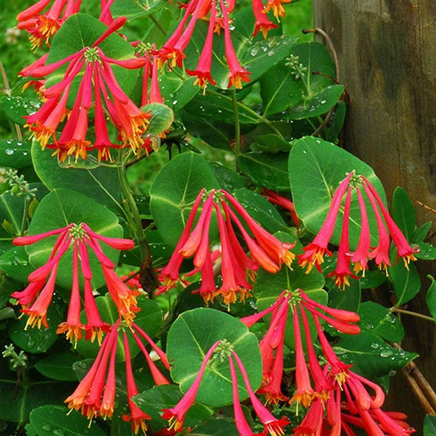 Lonicera 'Major Wheeler' Honeysuckle