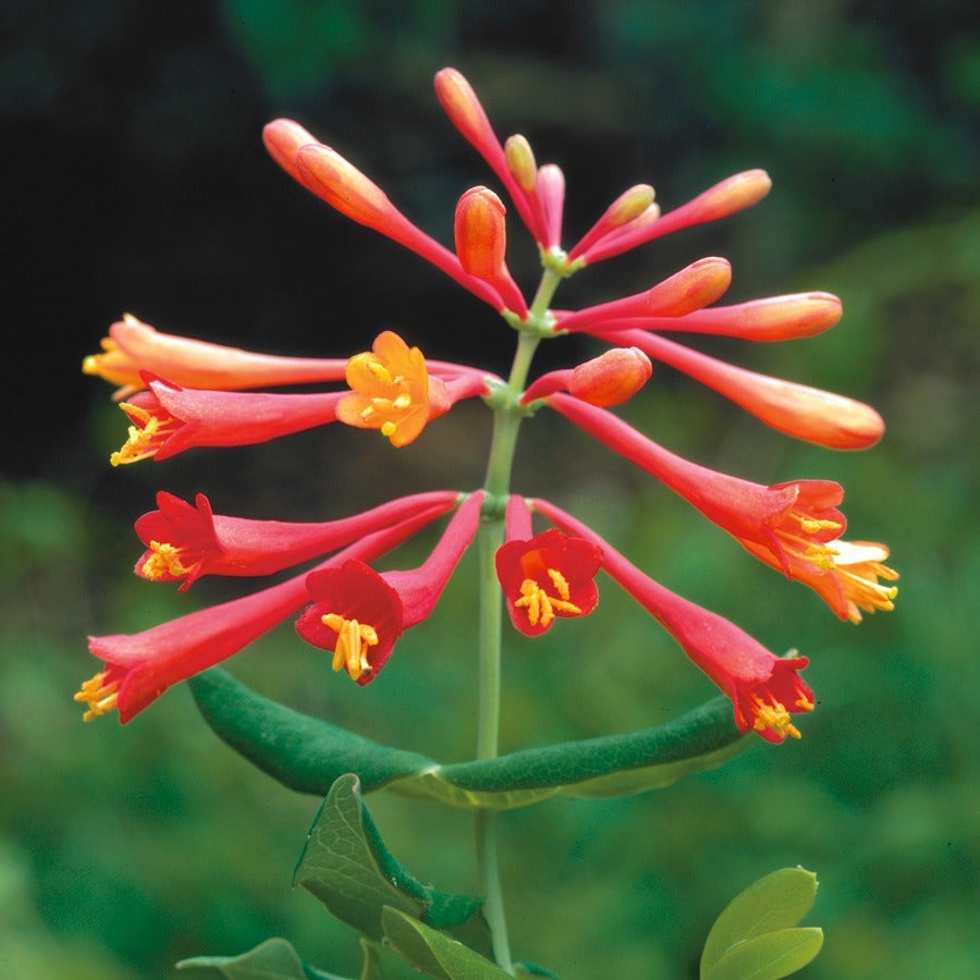Lonicera 'Major Wheeler' Honeysuckle