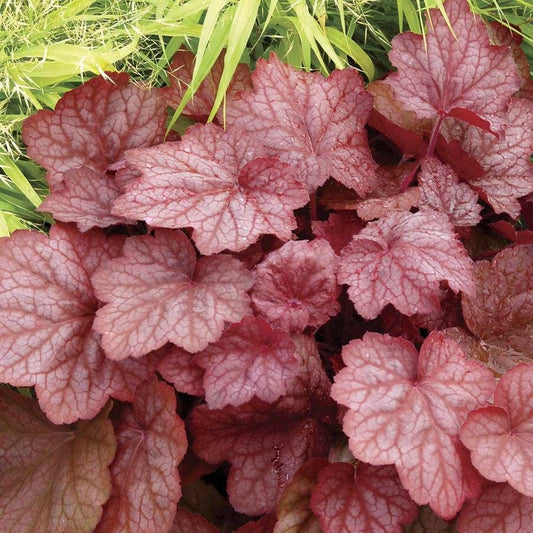 Heuchera 'Georgia Peach' Coral Bells
