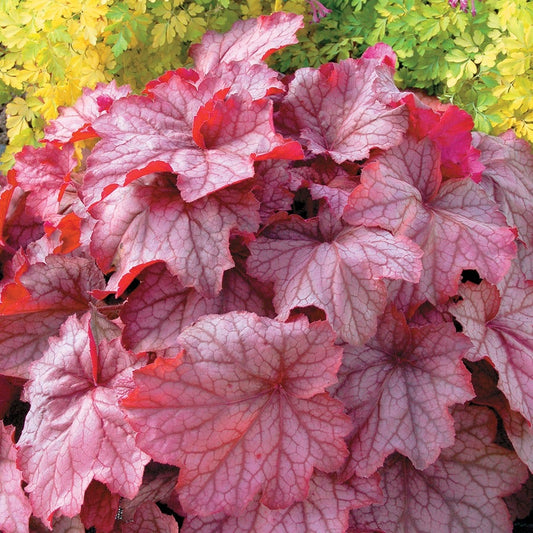 Heuchera 'Georgia Peach' Coral Bells