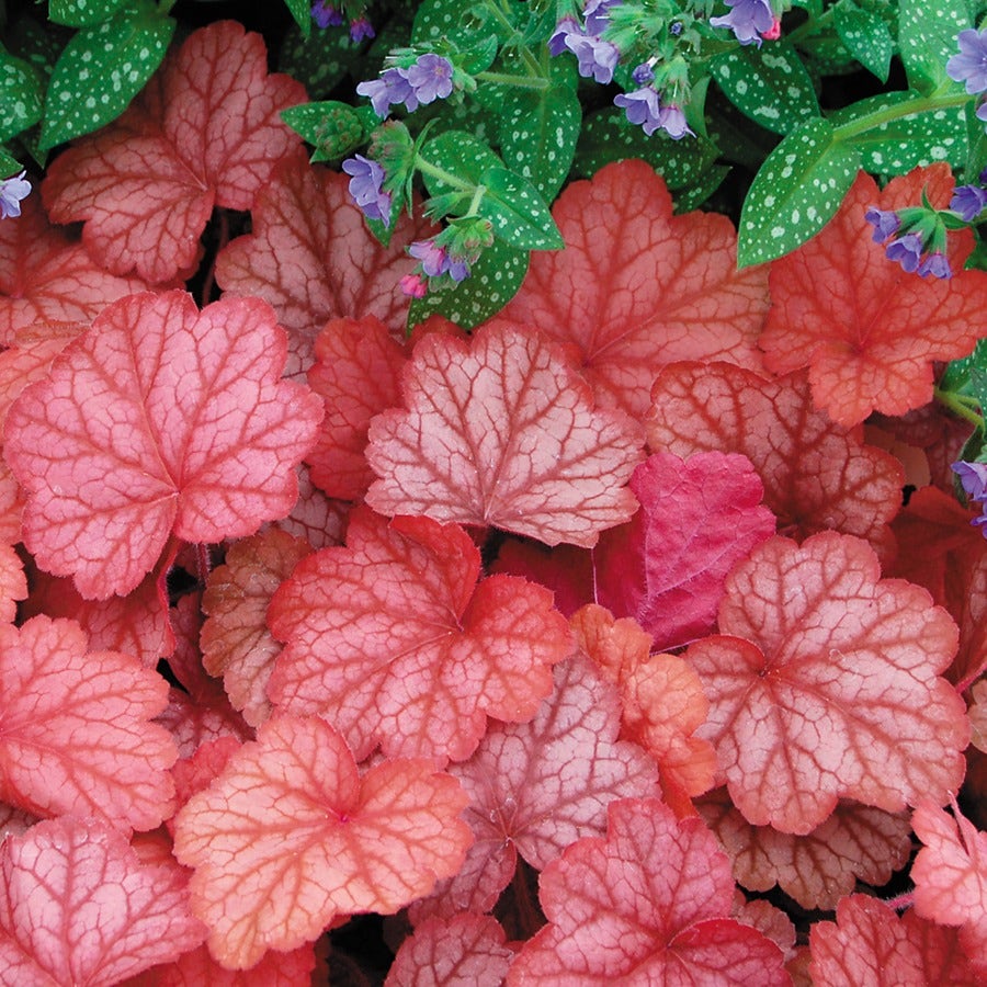 Heuchera 'Georgia Peach' Coral Bells