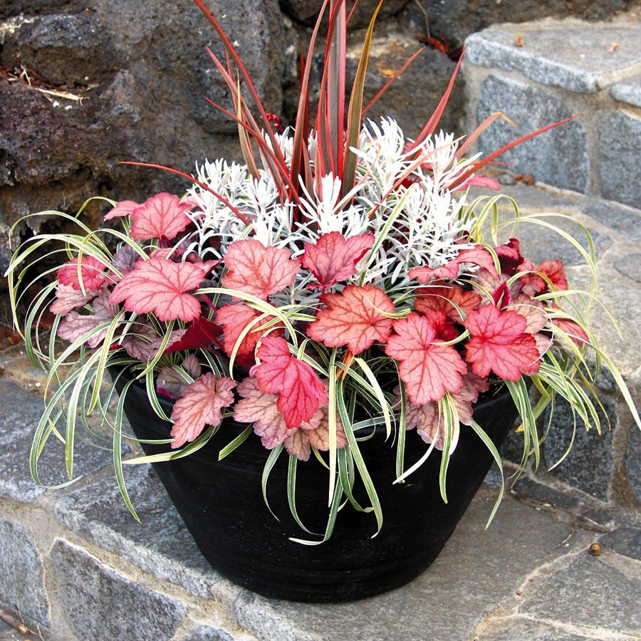Heuchera 'Georgia Peach' Coral Bells