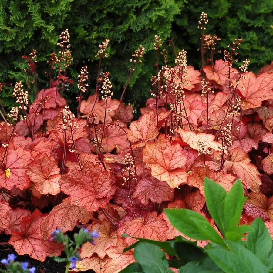 Heuchera 'Georgia Peach' Coral Bells