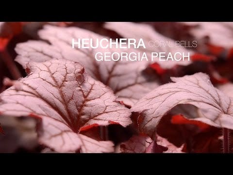 Heuchera 'Georgia Peach' Coral Bells