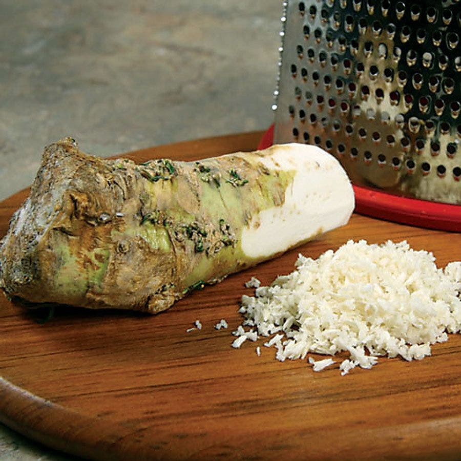 Horseradish Plant