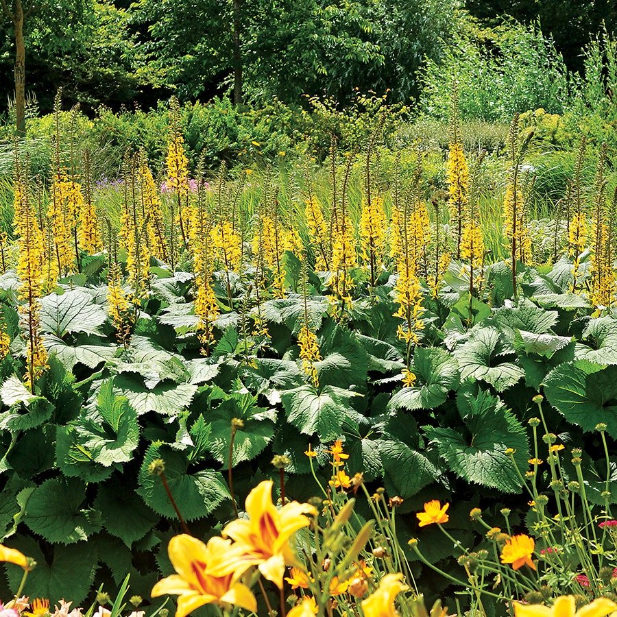 Ligularia stenocephala 'The Rocket'