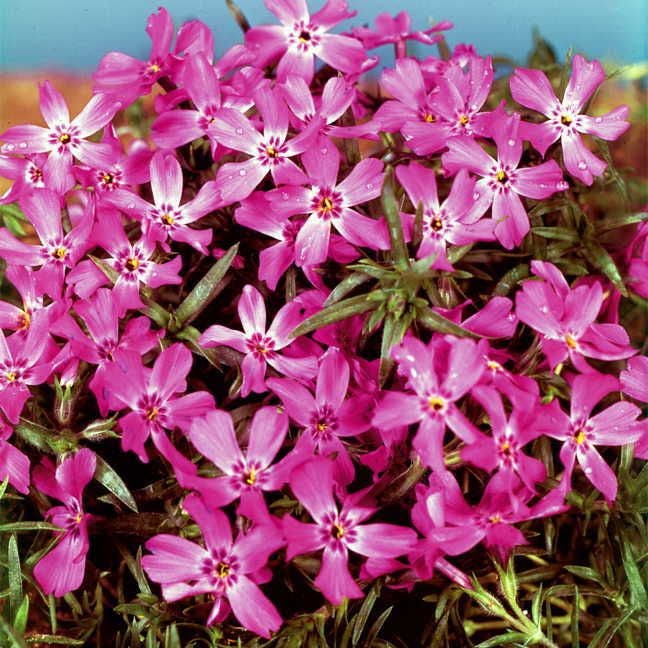 Scarlet Flame Creeping Phlox